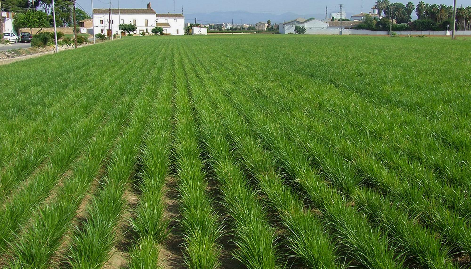 Campo de chufas denominación de origen València en la huerta de Alboraia